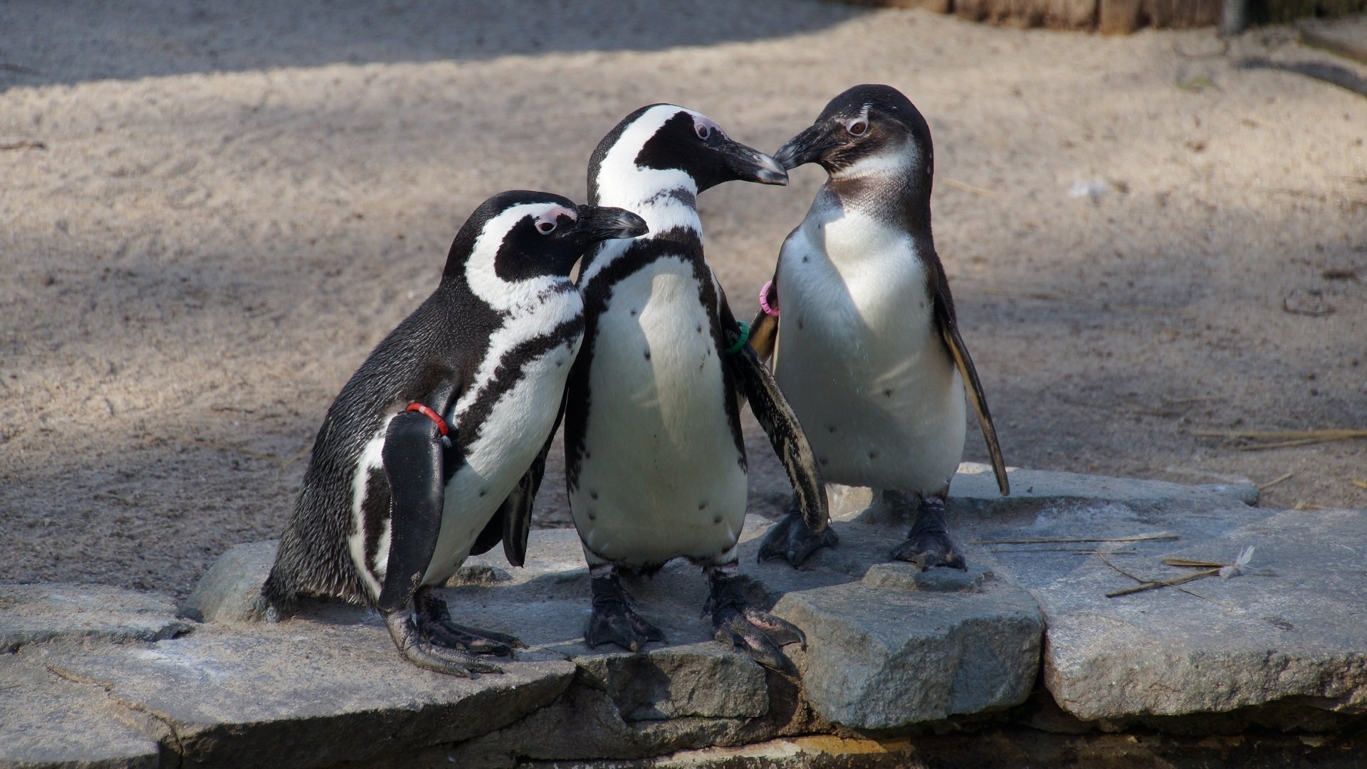 Download Zoo Cute Animal Penguin HD Wallpaper by uhu_bild