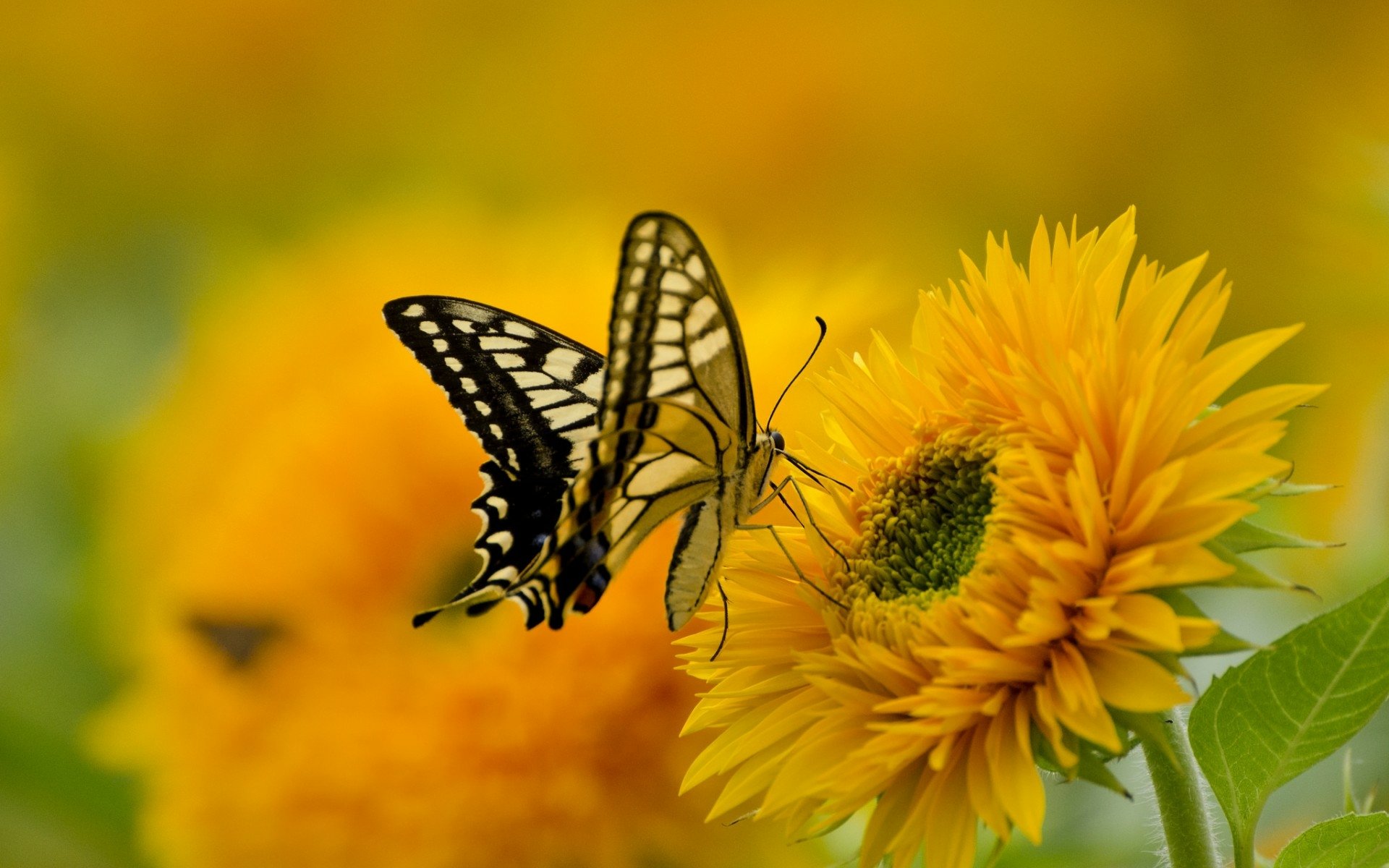 Monarch Butterfly On Yellow Flowers From Tulips Wallpapers 