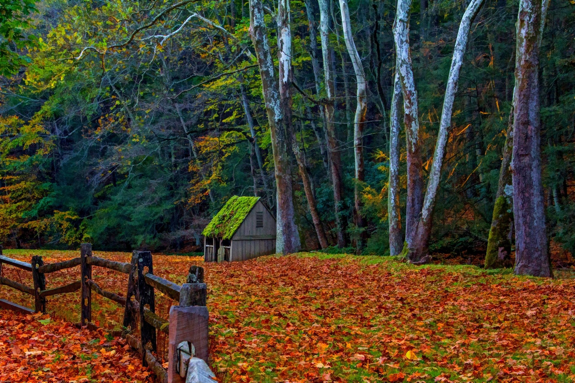 A 4K Ultra HD image of a colorful fall forest with a moss-covered shed, tall trees, and a wooden fence stretching along the leaf-covered ground.