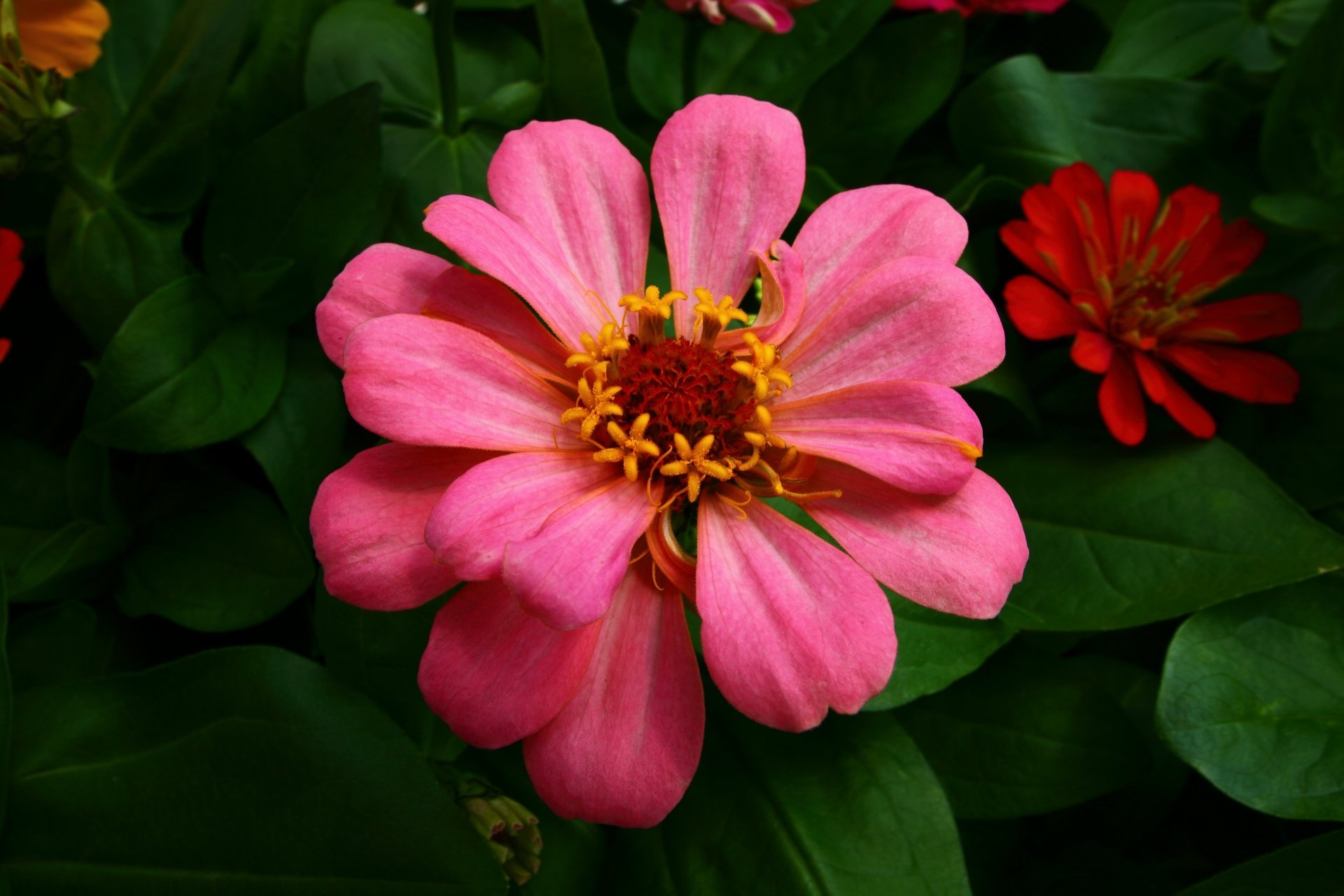 Download Pink Flower Petal Close-up Nature Flower 4k Ultra HD Wallpaper