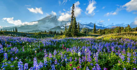 A vibrant field of purple lupine flowers stretches beneath Mount Rainier, set against a clear blue sky in this HD nature desktop wallpaper.