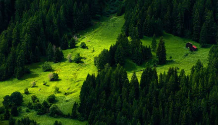 HD desktop wallpaper featuring a lush green mountain landscape with dense pine trees and vibrant forest scenery.