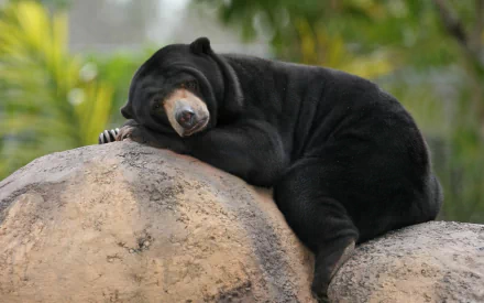 Close-up HD wallpaper of a resting sun bear lying on large rocks, surrounded by green foliage, capturing the animal's calm and relaxed state in natural light.
