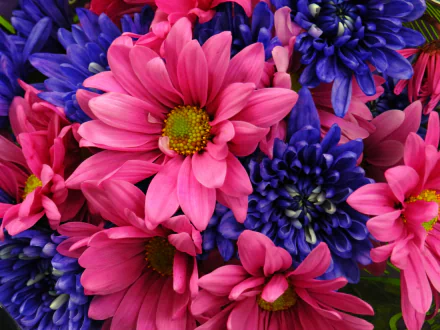 Close-up of vibrant pink daisies and deep blue dahlias, capturing the beauty of nature in a stunning 4K Ultra HD wallpaper. Bright and colorful floral arrangement.