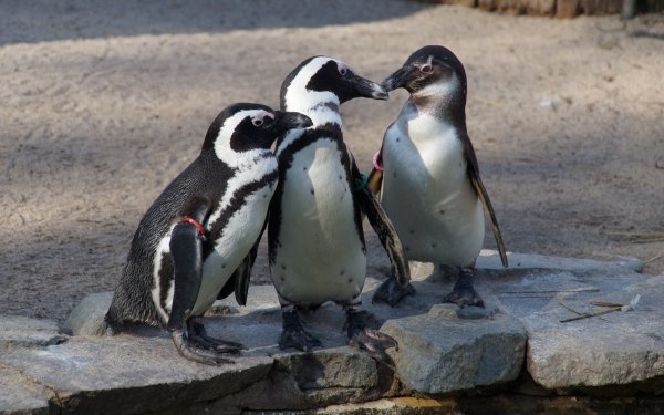 Animal Penguin Birds Penguins Cute Zoo HD Wallpaper | Background Image