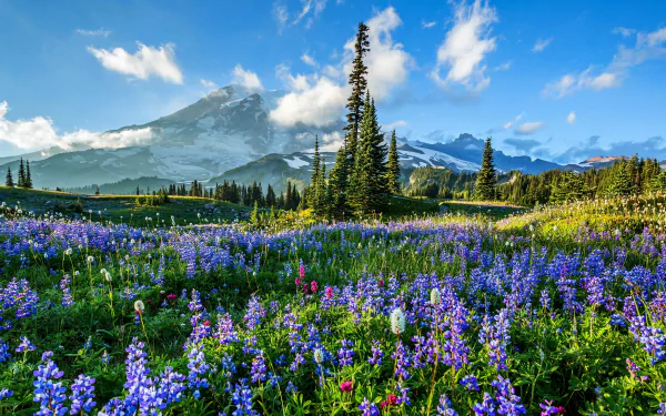 A vibrant field of purple lupine flowers stretches beneath Mount Rainier, set against a clear blue sky in this HD nature desktop wallpaper.
