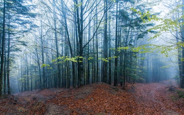 Earth Forest Fog Tree Path HD Wallpaper | Background Image