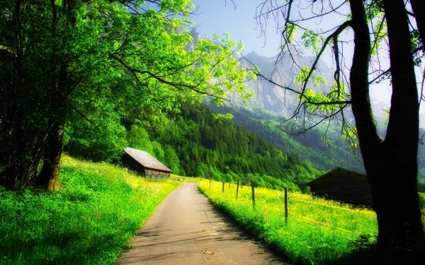 Man Made Cabin Forest Tree Spring Green Path HD Wallpaper | Background Image