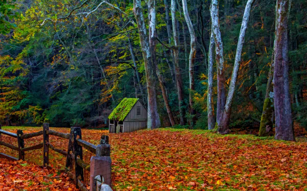  Shed in the Autumn Forest