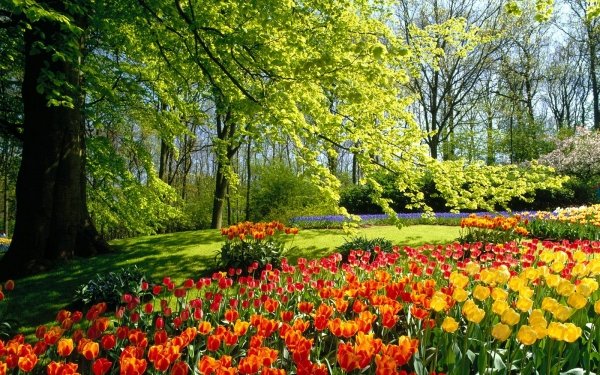 Fotografía Parque Árbol Hierba Tulipán Jardín Fondo de pantalla HD | Fondo de Escritorio