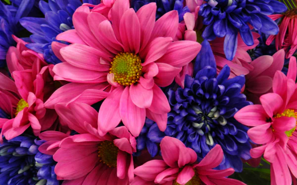Close-up of vibrant pink daisies and deep blue dahlias, capturing the beauty of nature in a stunning 4K Ultra HD wallpaper. Bright and colorful floral arrangement.