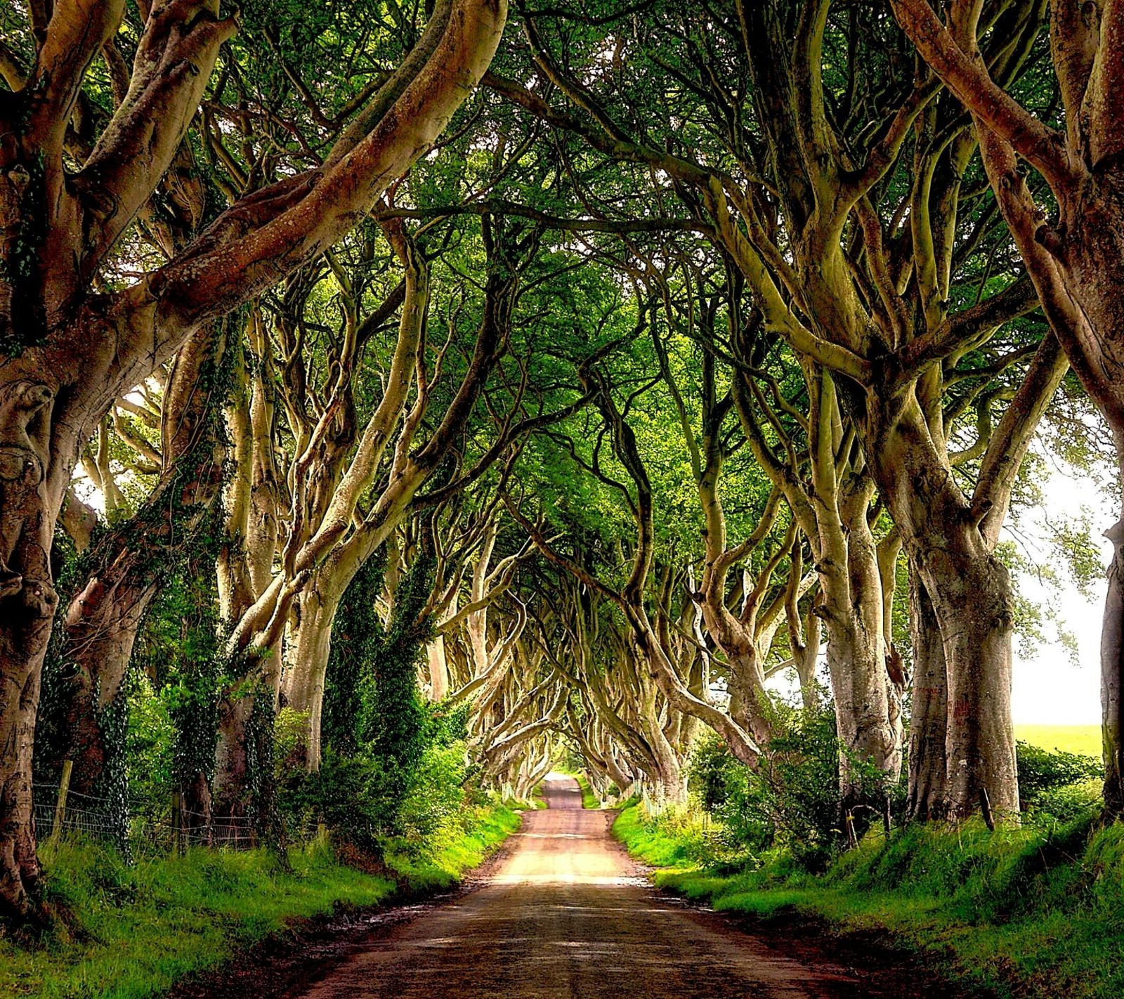 Tree-Lined Road in Ireland
