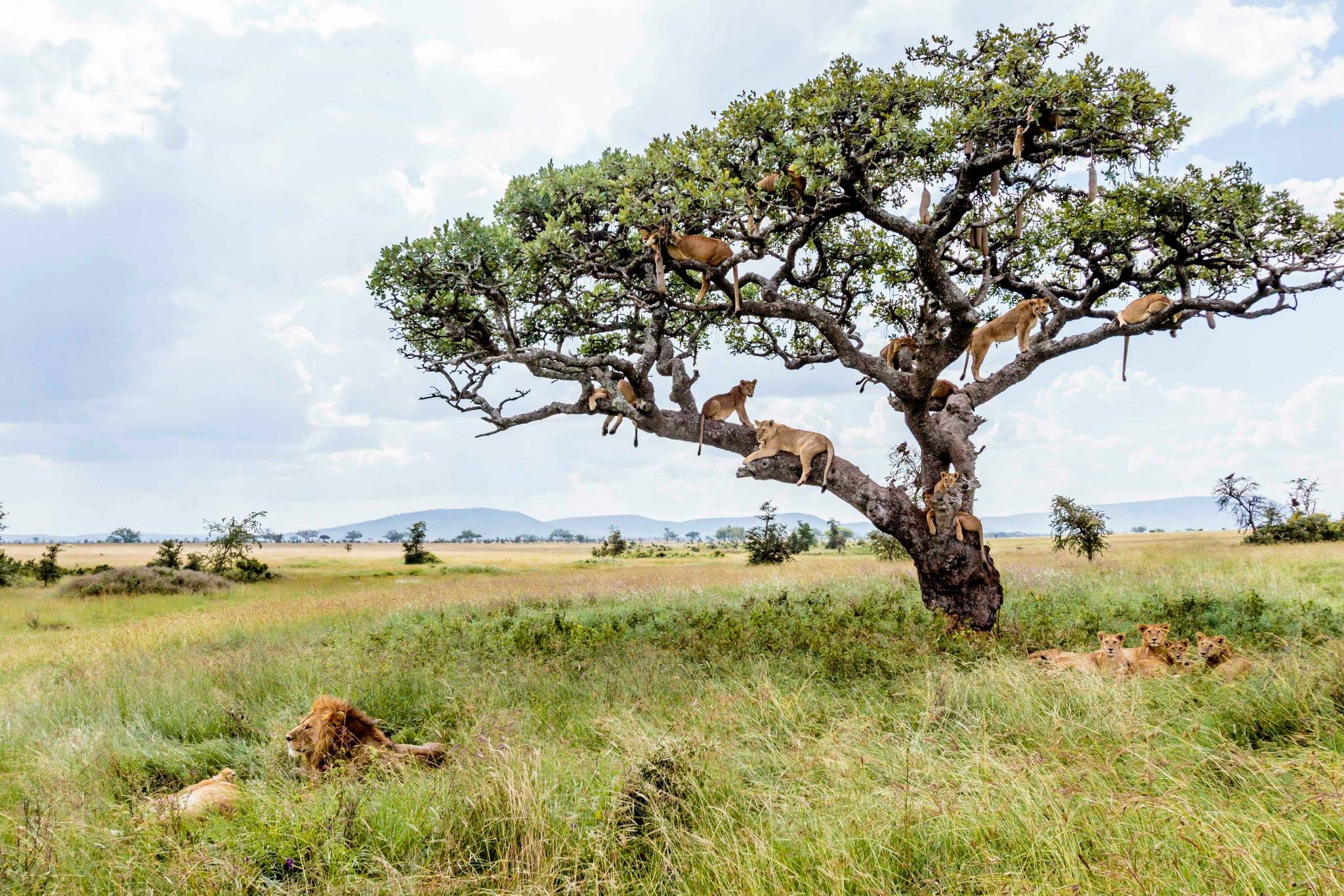 Африканские деревья фото