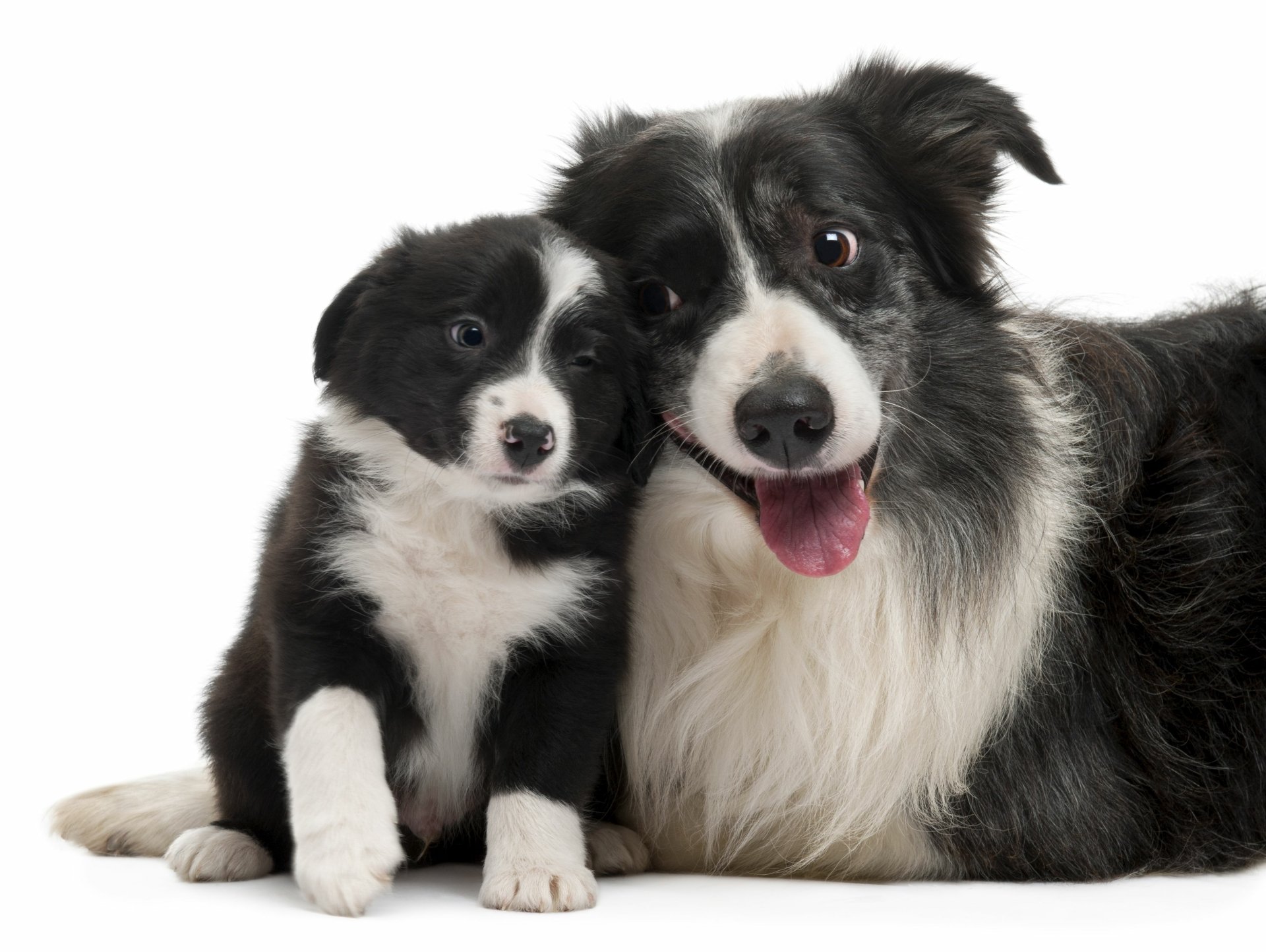 Black-and-white border collie dog and puppy snuggled close, cheerful adult with tongue out; animal portrait in high-detail 4K Ultra HD PC desktop wallpaper background.