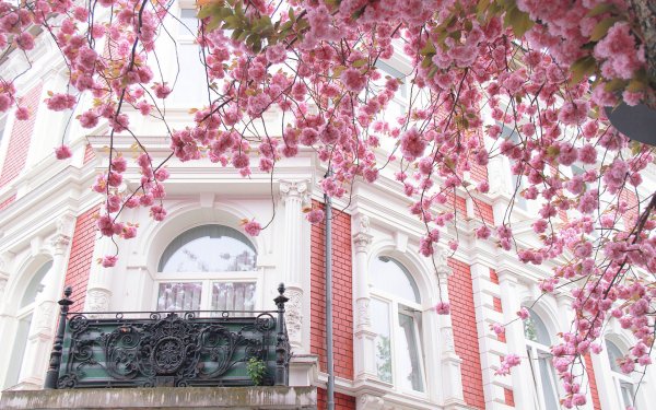 Man Made Building Cherry Tree Cherry Blossom Pink White Spring House Branch Blossom Pink Flower HD Wallpaper | Background Image