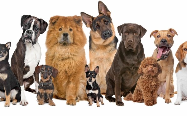 Animal Dog Dogs German Shepherd Boxer Beagle French Bulldog Labrador HD Wallpaper | Background Image