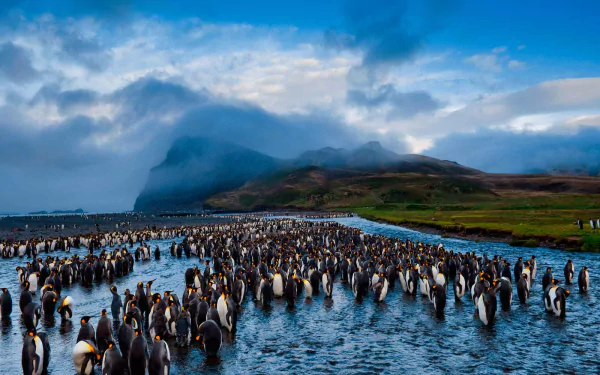 king penguin bird Animal penguin HD Desktop Wallpaper | Background Image