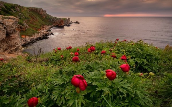 Nature Coastline Ocean Flower Horizon Red Flower HD Wallpaper | Background Image