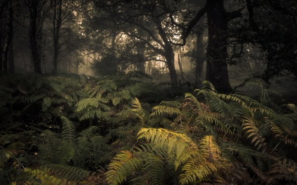 Earth Forest Nature Fall Fern HD Wallpaper | Background Image