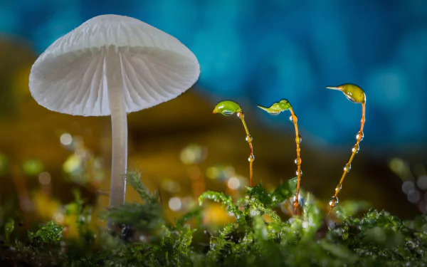 A close-up of a delicate white mushroom next to tiny green shoots, adorned with dew drops, set against a vibrant blue background. This stunning macro captures the beauty of nature.