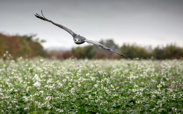 A majestic eagle soars over a field of blossoms, captured in a blur. This stunning 4K Ultra HD image highlights the beauty of this bird of prey in natural surroundings.