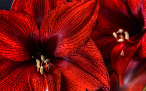  Red Amaryllis