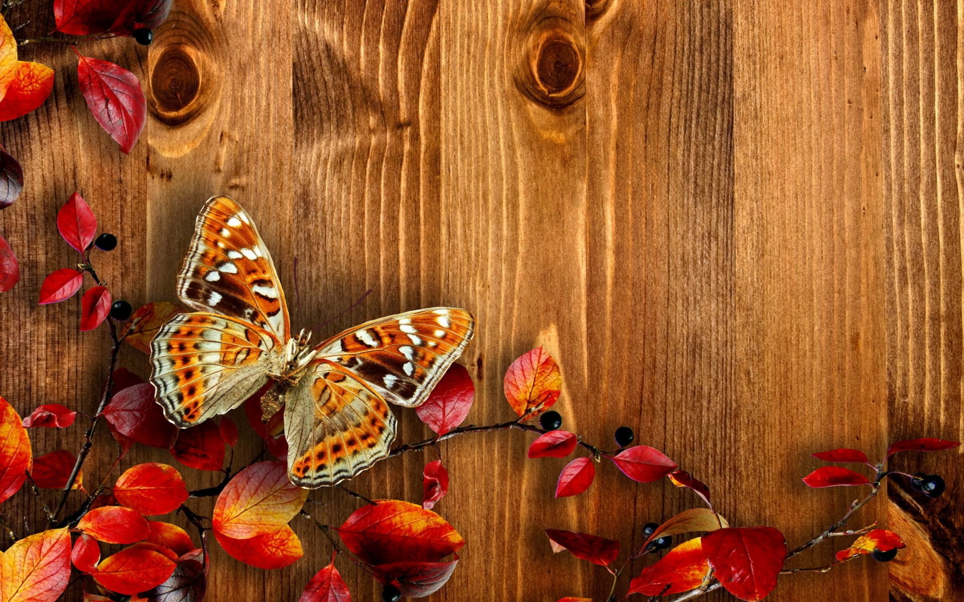 Download Leaf Fall Artistic Butterfly HD Wallpaper | 1920x1200 ...
