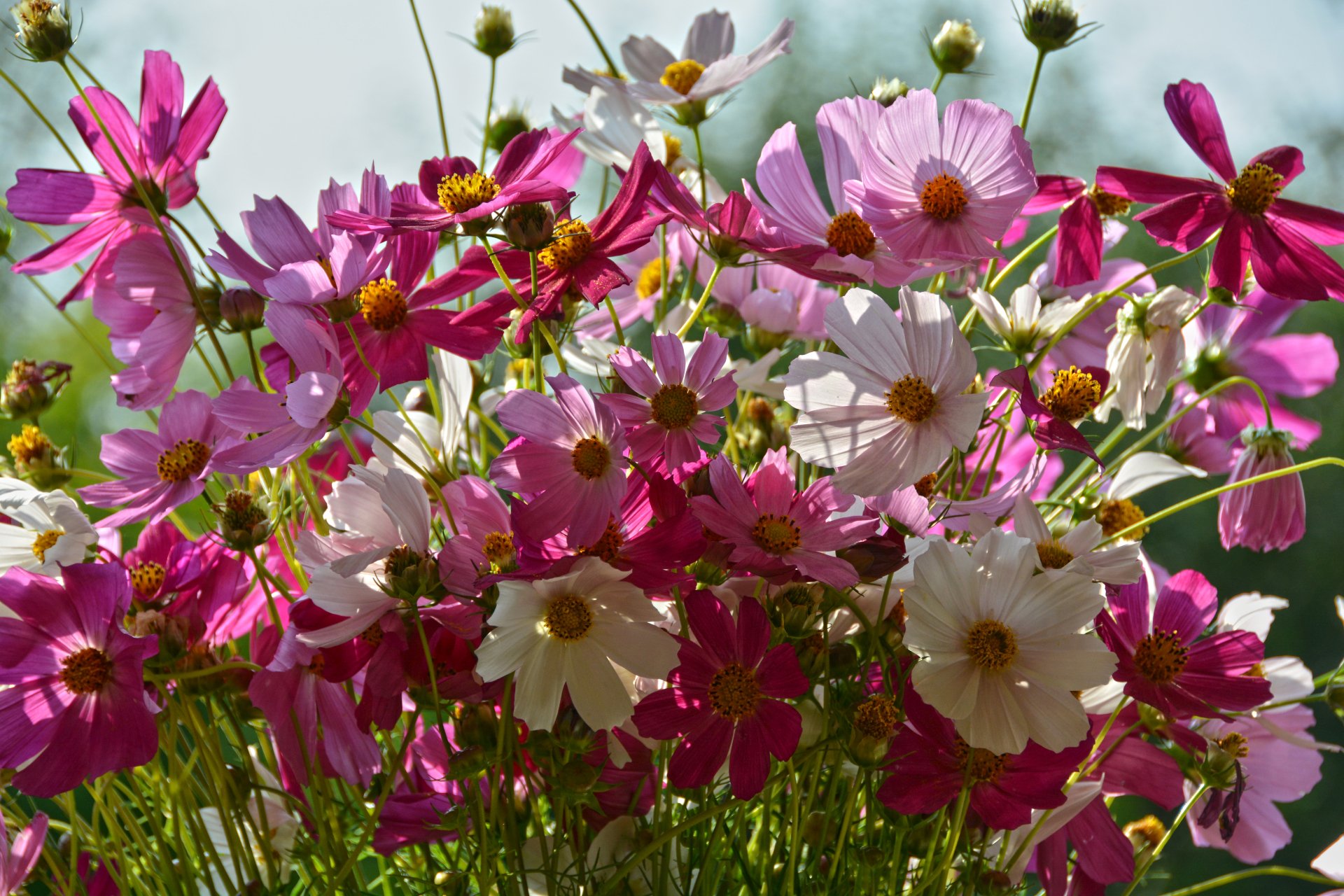Download White Flower Pink Flower Close-up Flower Nature 4k Ultra HD Wallpaper
