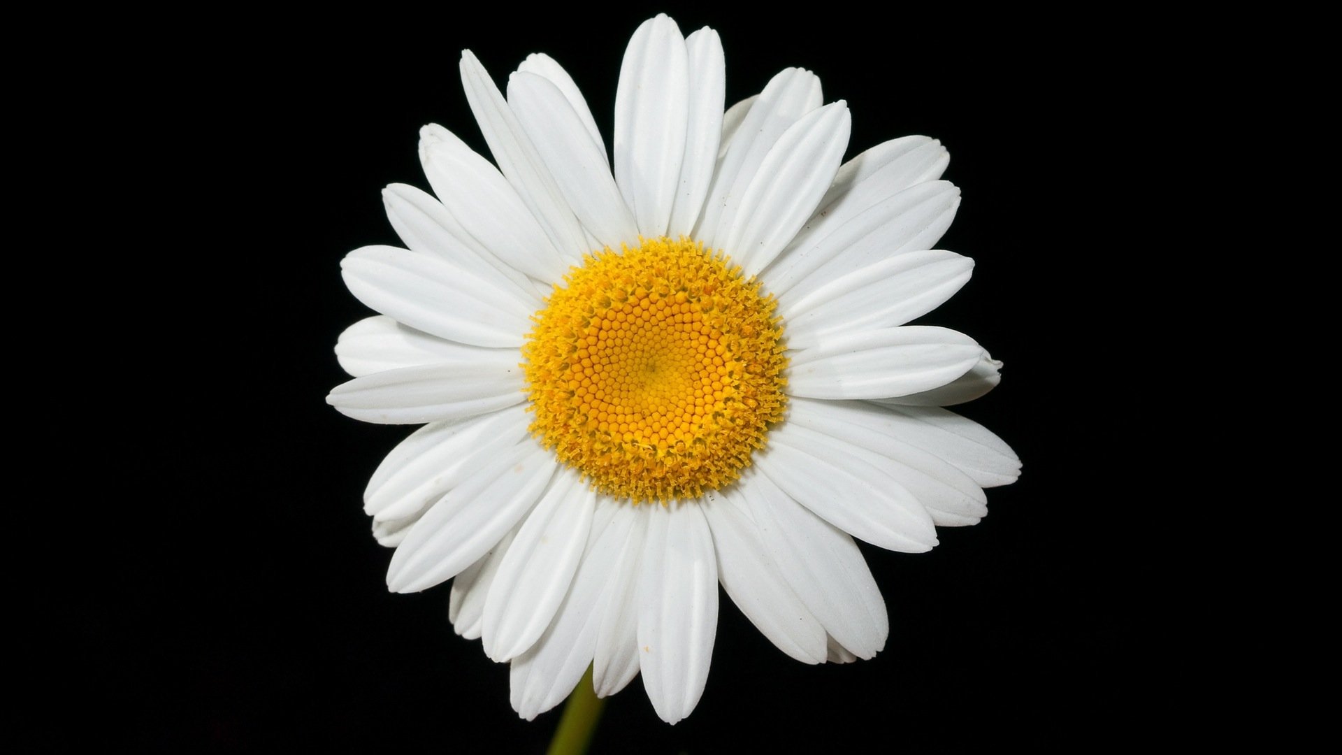 Download White Flower Close-up Daisy Flower Nature Camomile HD Wallpaper