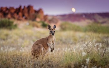 60 Kangaroo HD Wallpapers | Background Images - Wallpaper Abyss - Page 2
