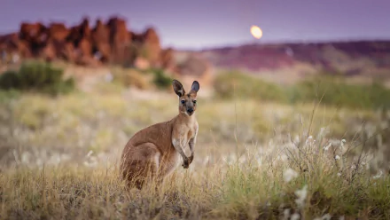 Blurred natural landscape in Australia features a kangaroo marsupial standing amidst dry grass, captured in high-definition for a desktop wallpaper and background.