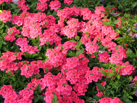  Verbena Verbenaceae - Strawberries &amp; Cream