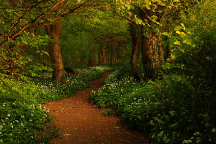 A vibrant spring forest path surrounded by green trees and blooming flowers, captured in HD as a serene nature scene for a PC desktop wallpaper.