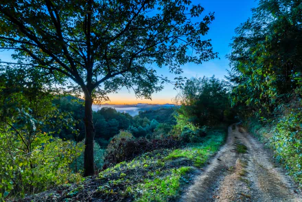 5K Ultra HD PC desktop wallpaper of a green forest: a tree-lined, man-made dirt road winding through foliage toward distant mountains.