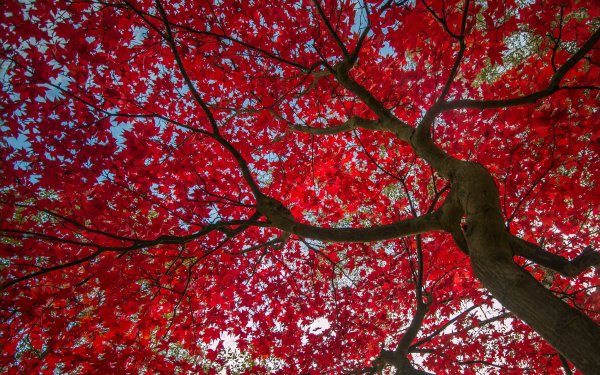 Earth Tree Trees Leaf Fall Red Canopy HD Wallpaper | Background Image
