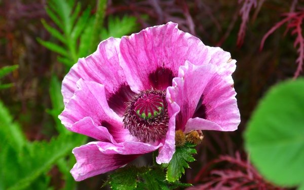 Earth Poppy Flowers Flower Close-Up Pink Flower HD Wallpaper | Background Image