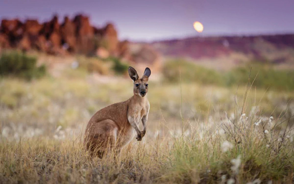 Blurred natural landscape in Australia features a kangaroo marsupial standing amidst dry grass, captured in high-definition for a desktop wallpaper and background.