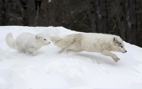 Two arctic foxes play in the snow, one chasing the other. The scene captures the beauty of these white animals against a soft, snowy backdrop, making a striking HD desktop wallpaper.