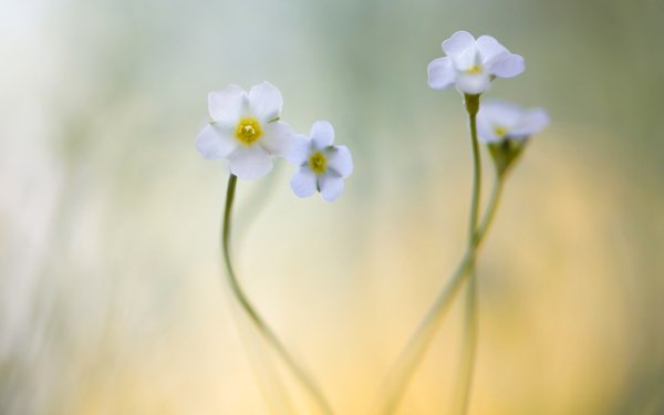 Nature Flower Flowers Macro White Flower Blur HD Wallpaper | Background Image