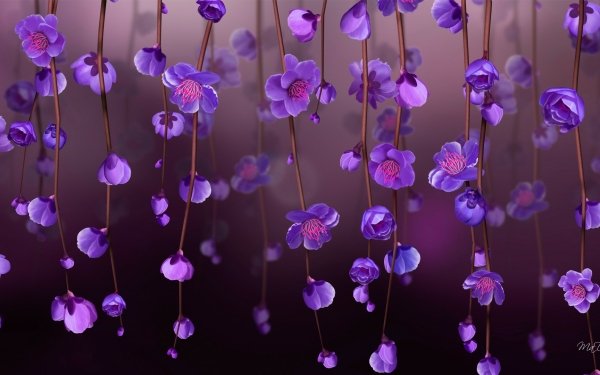 Earth Blossom Flowers Flower Vine Purple Flower HD Wallpaper | Background Image
