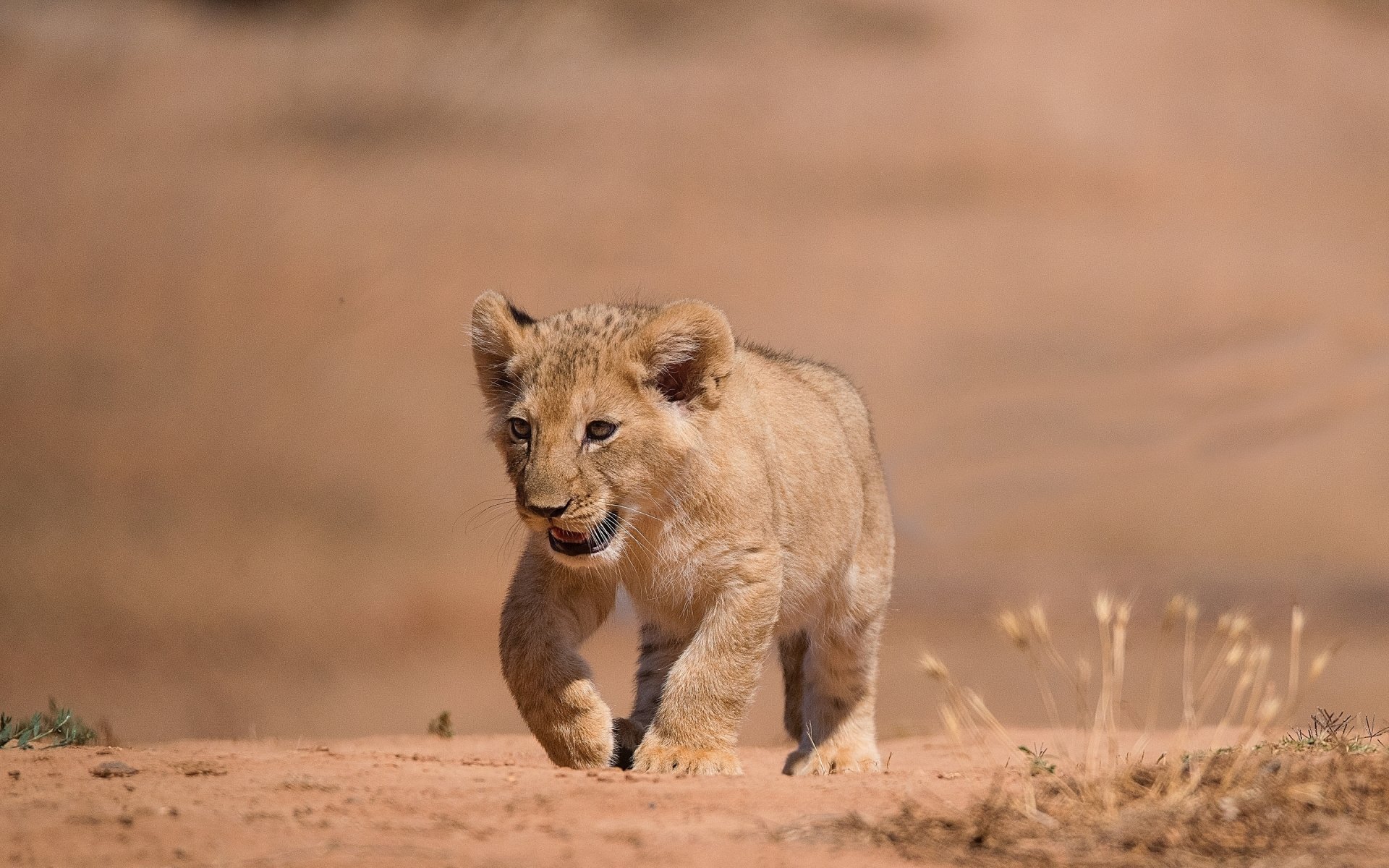 A HD desktop wallpaper of a lion cub walking on the savanna, showcasing a baby animal in its natural habitat.