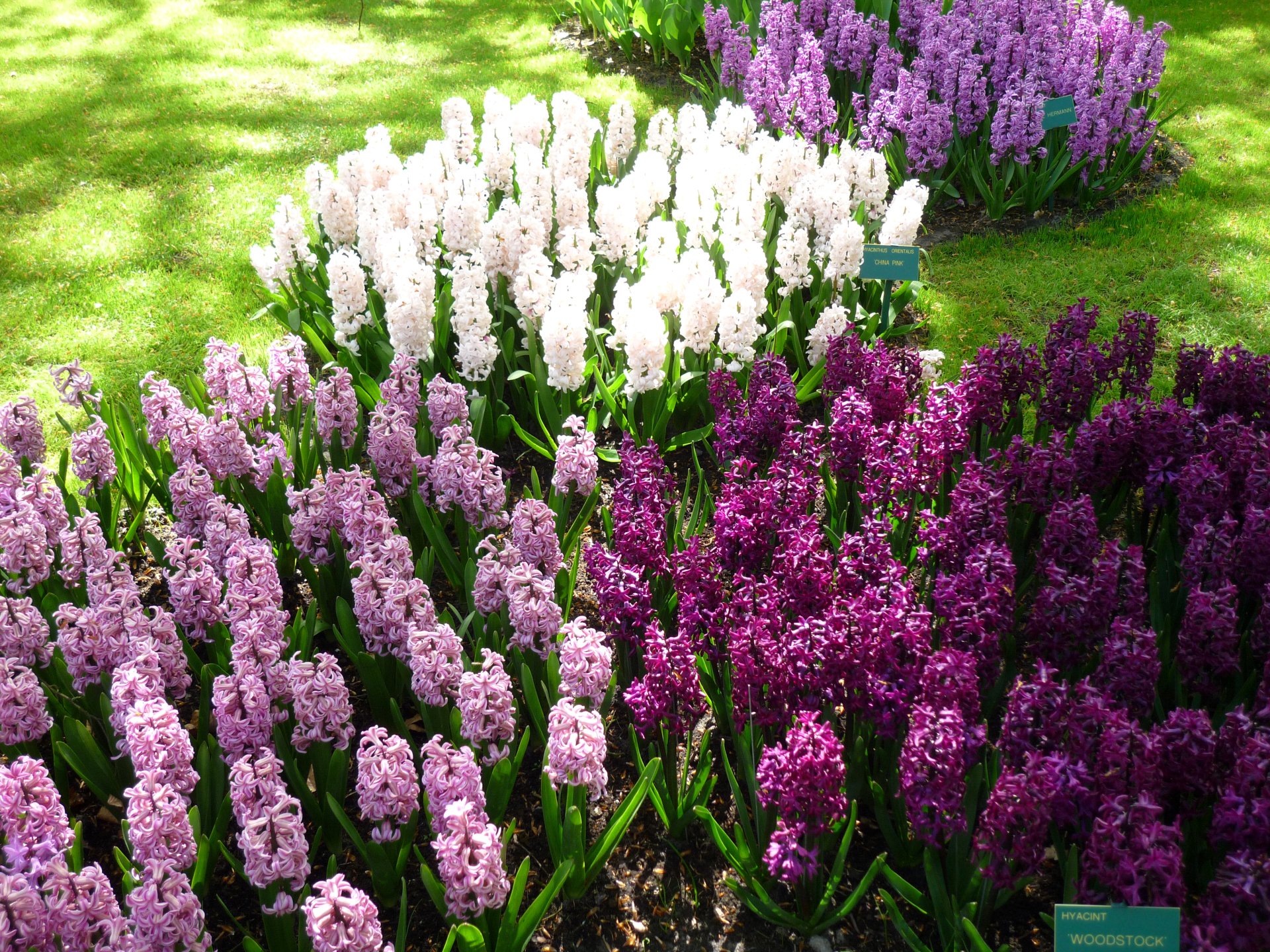 Close-up of purple, white, and pink hyacinth flowers blooming in a sunlit park during spring, captured in vibrant 4K Ultra HD for a nature desktop wallpaper.