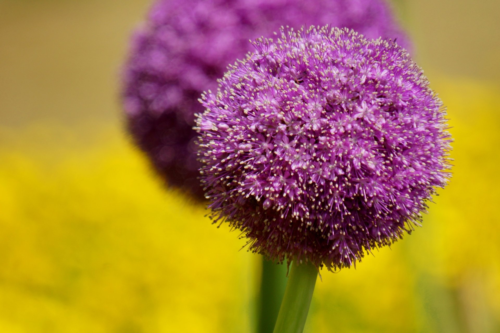Macro close-up of a pink allium sphere against a blurred yellow bokeh field — nature-themed 2K Quad HD PC desktop wallpaper.