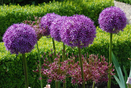 purple flower close-up nature flower allium HD Desktop Wallpaper | Background Image