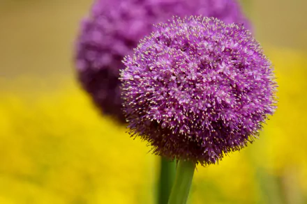 blur macro pink flower nature flower allium HD Desktop Wallpaper | Background Image