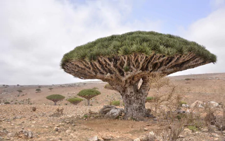 HD desktop wallpaper of a desert landscape featuring a unique Dracaena tree under a cloudy sky, showcasing nature’s resilience in arid conditions.