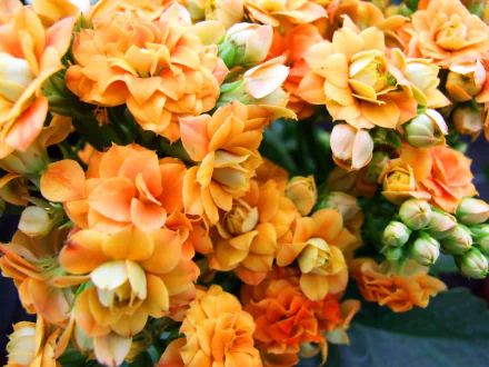  Kalanchoe Flowers