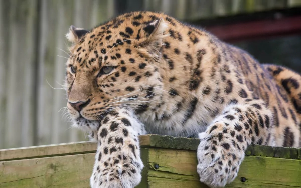 amur leopard Animal leopard HD Desktop Wallpaper | Background Image