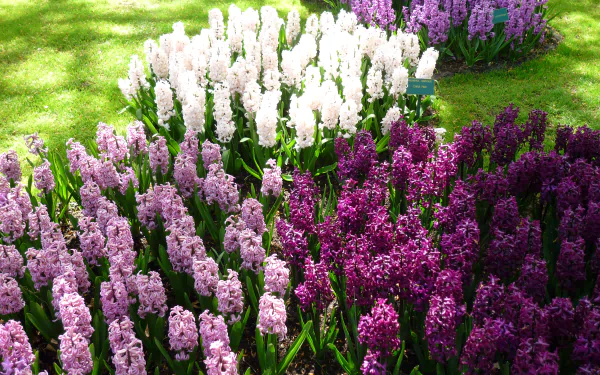 Close-up of purple, white, and pink hyacinth flowers blooming in a sunlit park during spring, captured in vibrant 4K Ultra HD for a nature desktop wallpaper.