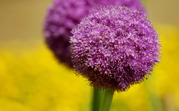 Macro close-up of a pink allium sphere against a blurred yellow bokeh field — nature-themed 2K Quad HD PC desktop wallpaper.